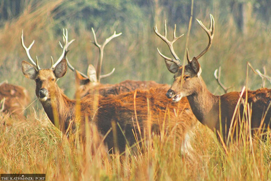 Shuklaphanta National Park beckons wildlife enthusiasts