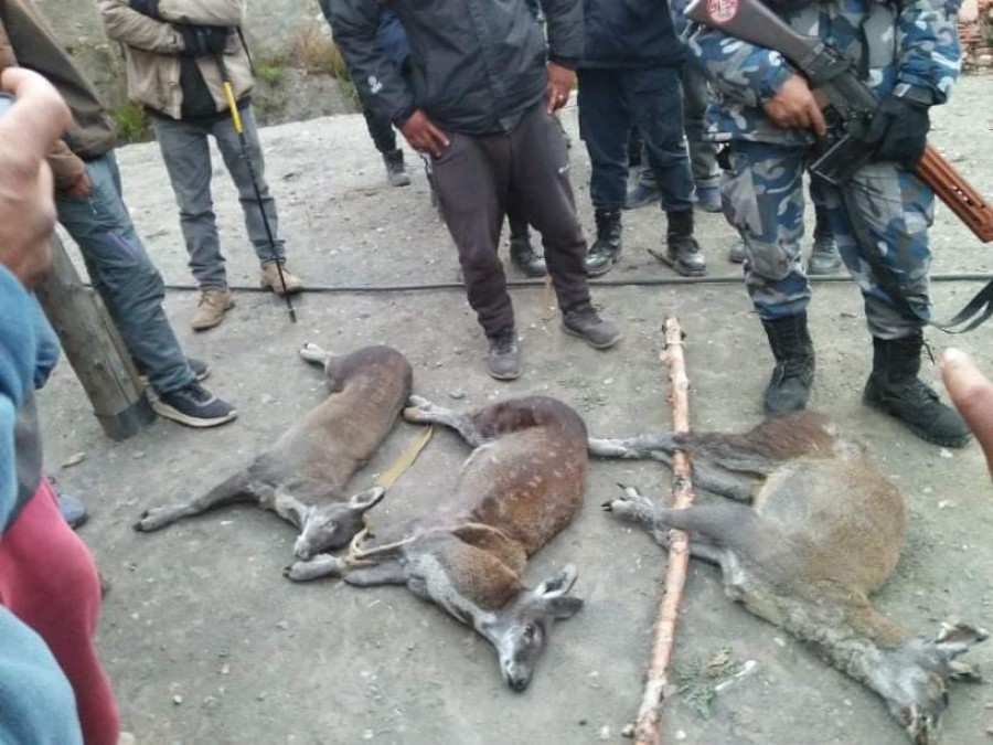 poaching-and-smuggling-of-musk-deer-on-rise-in-mustang-forests